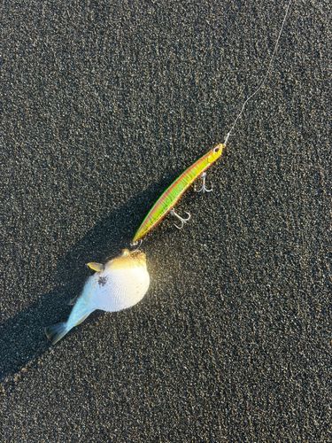 クサフグの釣果