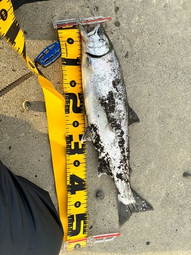 サクラマスの釣果