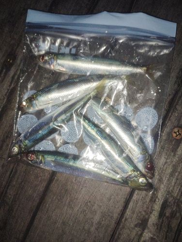 ウルメイワシの釣果