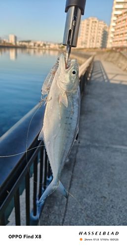 イケカツオの釣果