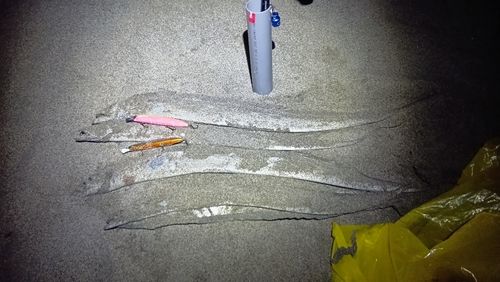 タチウオの釣果