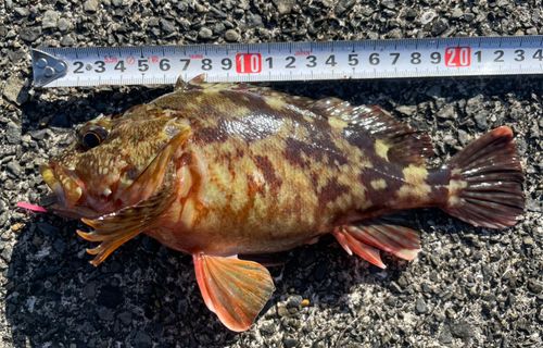 かまえ海上釣り堀 釣っちゃ王