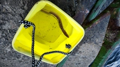 マアナゴの釣果