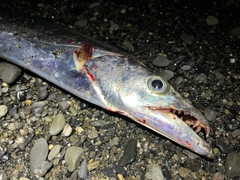 タチウオの釣果