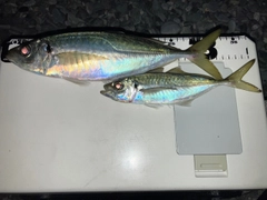 マアジの釣果