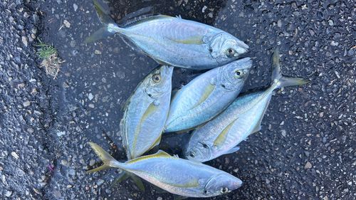 シマアジの釣果