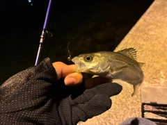 セイゴ（マルスズキ）の釣果