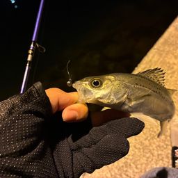 セイゴ（マルスズキ）