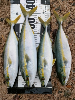 フクラギの釣果