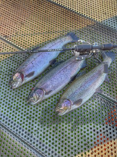 ニジマスの釣果