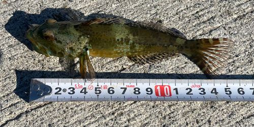 アナハゼの釣果