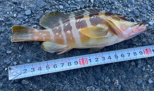 アカハタの釣果