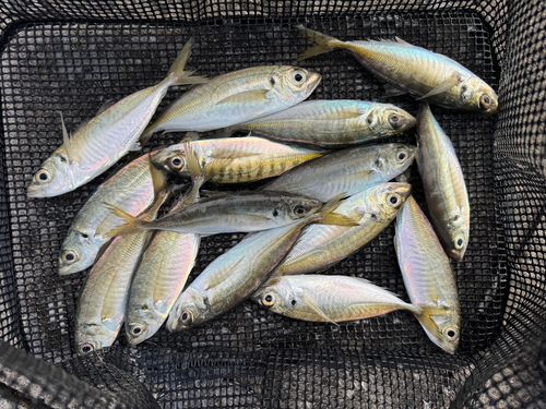 マアジの釣果
