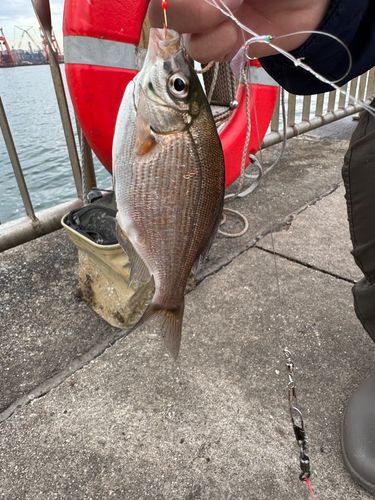 ウミタナゴの釣果