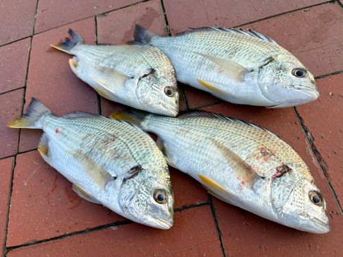 イケカツオの釣果