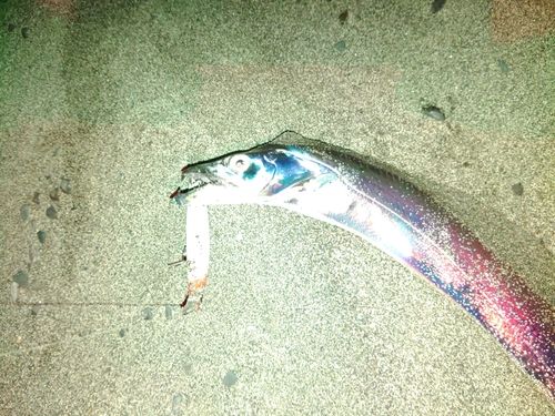 タチウオの釣果