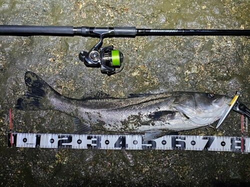 シーバスの釣果