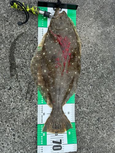 ヒラメの釣果