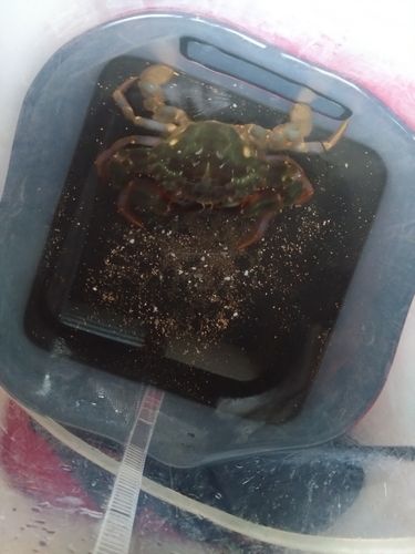 鳥居崎海浜公園