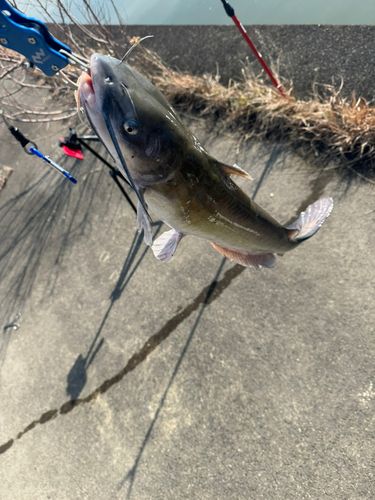 ナマズの釣果