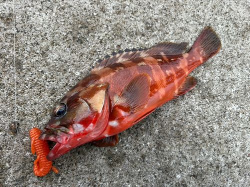 アカハタの釣果