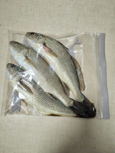 イシモチの釣果