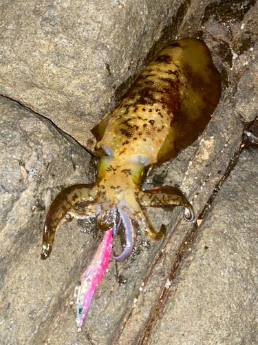 アオリイカの釣果