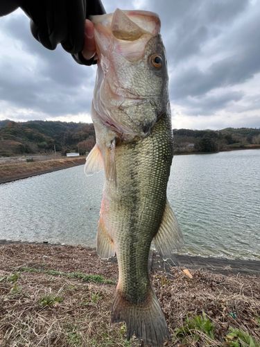 ラージマウスバスの釣果