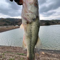 ラージマウスバス