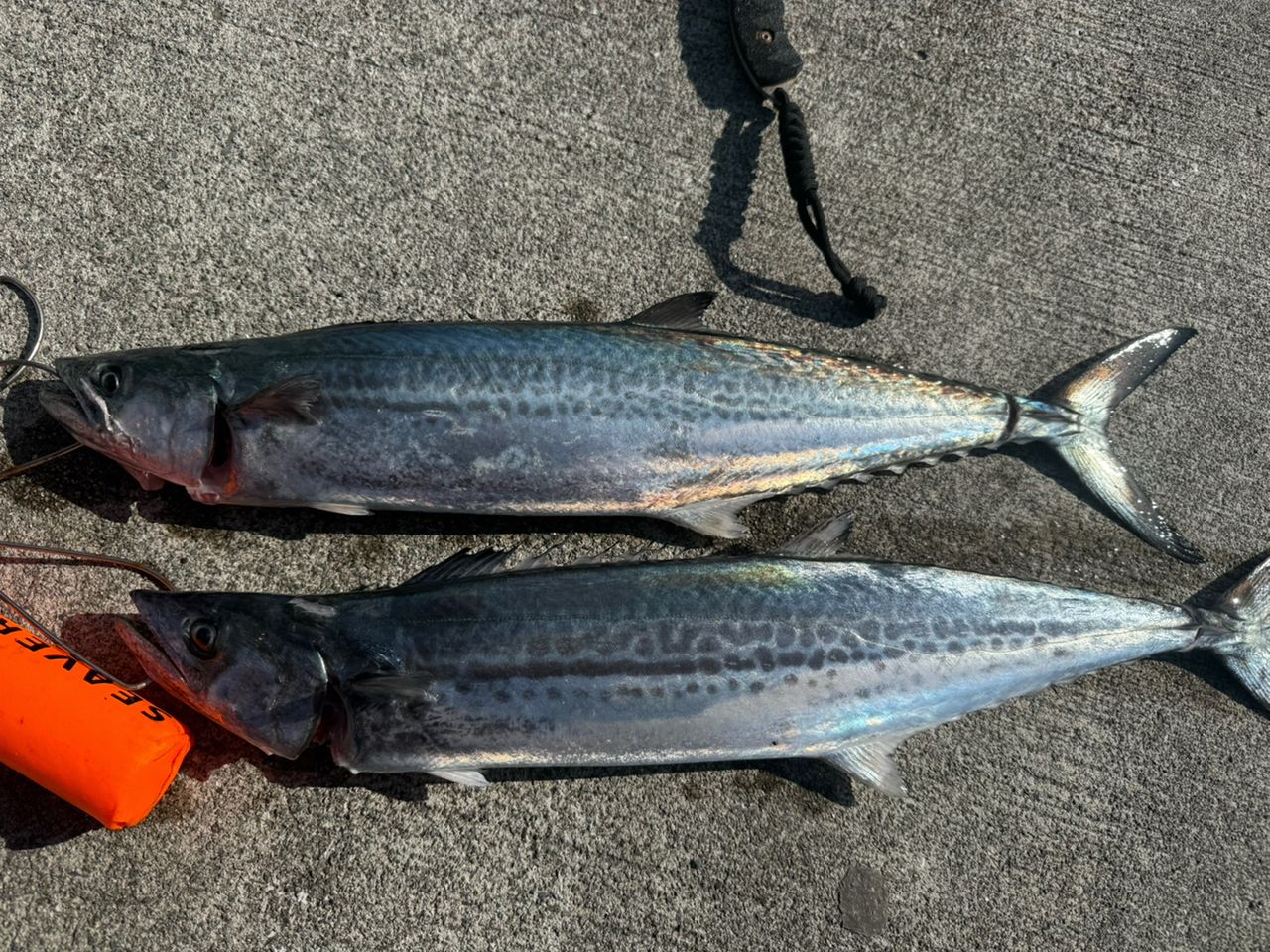 SHIMANO 19ステラ SW 6000HGの最安値・インプレ・釣果 | 本音の口コミ