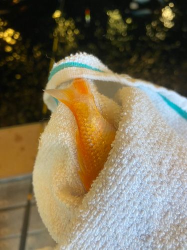 キンギョの釣果