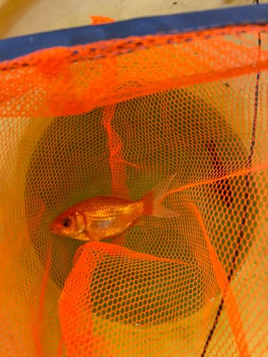 キンギョの釣果