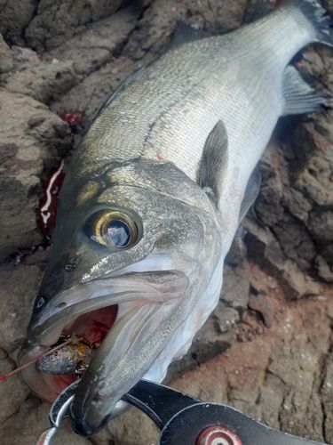 ヒラスズキの釣果