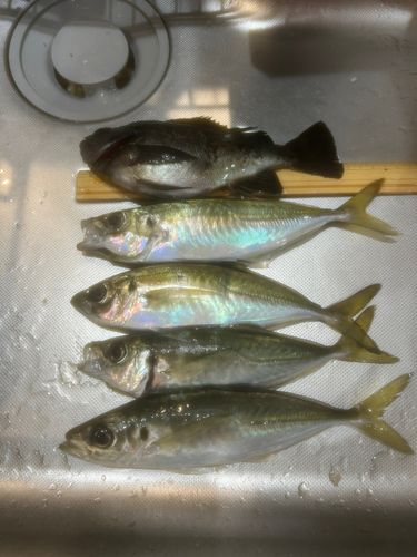 クロメバルの釣果