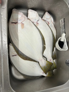 ヒラメの釣果