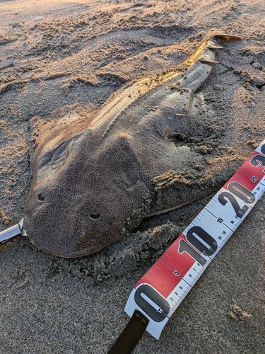 カスザメの釣果