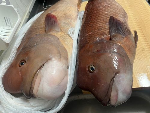 コブダイの釣果