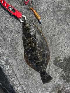 ヒラメの釣果