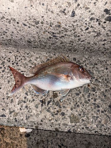 タイの釣果