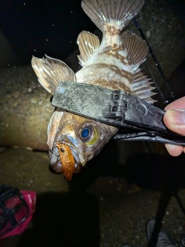 クロメバルの釣果