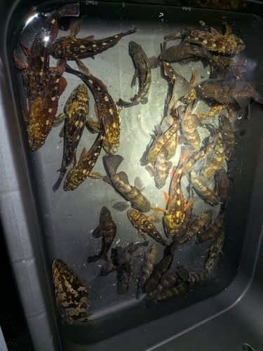 クロメバルの釣果