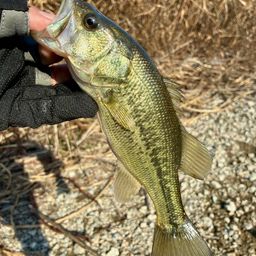 ラージマウスバス