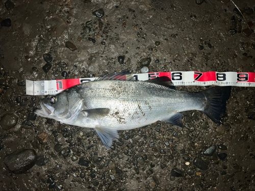 ヒラスズキの釣果