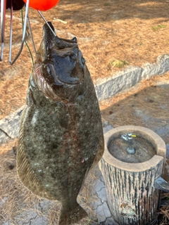 ヒラメの釣果