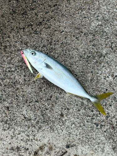 ツバスの釣果