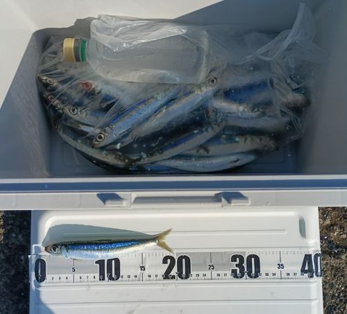 ウルメイワシの釣果