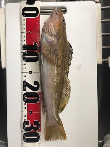 アイナメの釣果