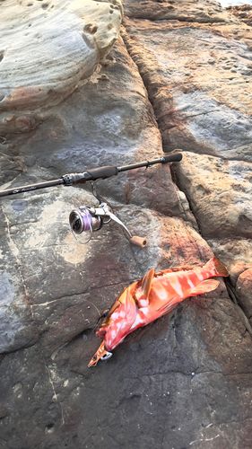 アカハタの釣果