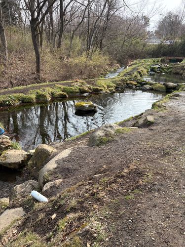 ギンザケの釣果