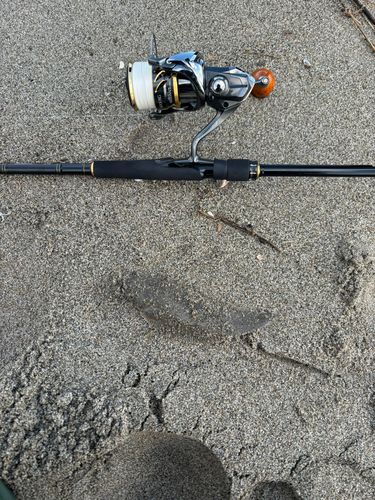 シタビラメの釣果